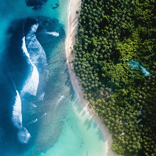 SOULDIVERGENT's Jungle Coast