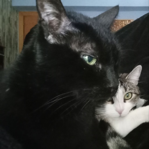 Greetings from two cats of Bray_Carl! Salem & Scarlett.